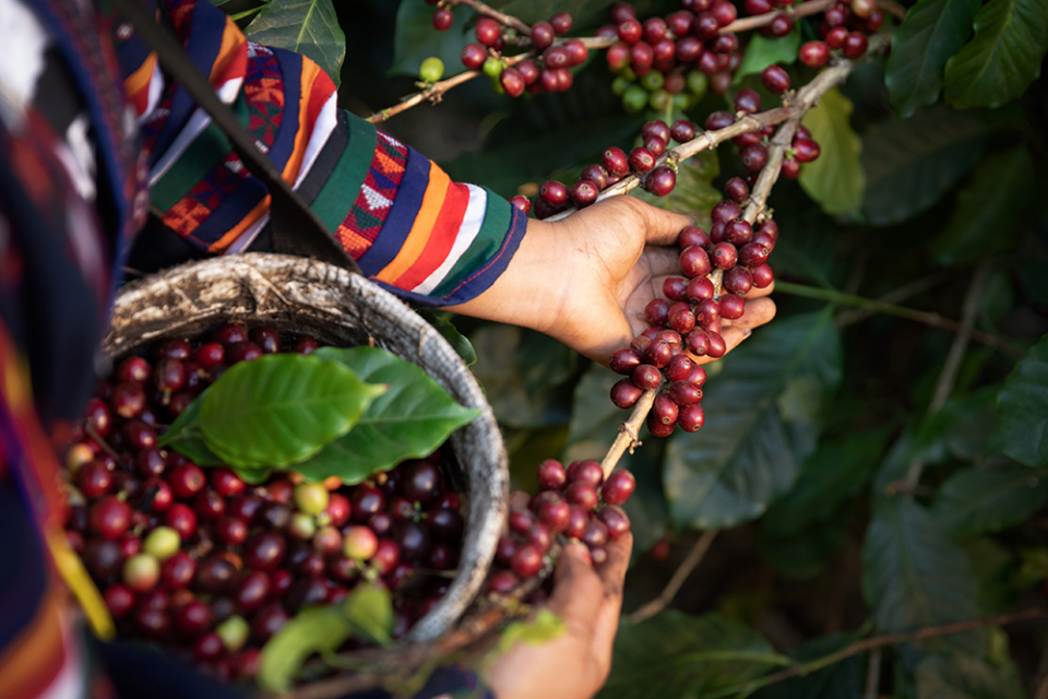 Pacifica Coffee Colombia Filtre Kahve