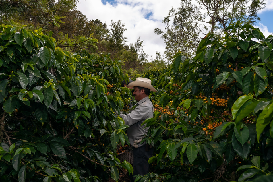 Pacifica Coffee Guatemala Filtre Kahve