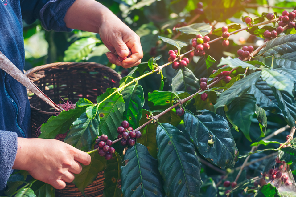 Pacifica Coffee Brazil Filtre Kahve