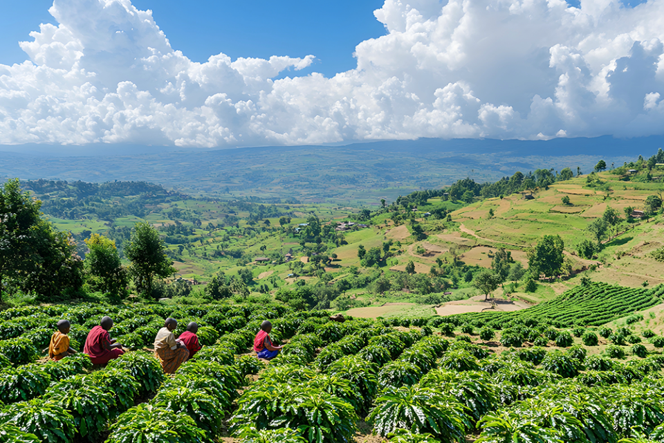 Pacifica Coffee Kenya Filtre Kahve